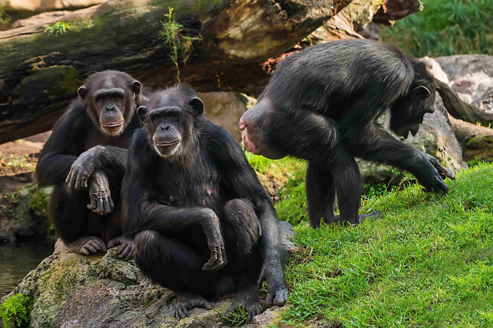 Nyungwe Nationalpark